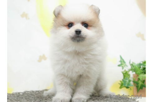 成約済の千葉県のポメラニアン-219954の5枚目